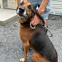 Thumbnail photo of Cujo #3