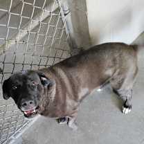 Thumbnail photo of Iris #3