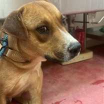 adopt-pet