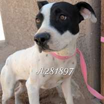 adopt-pet