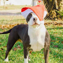 Thumbnail photo of Prada #1