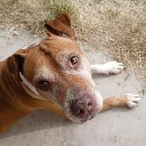 adopt-pet