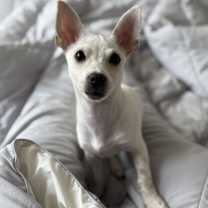 Thumbnail photo of Koko #2