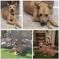 Thumbnail photo of Buddy #4