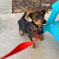 Thumbnail photo of Jasper #2