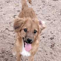 adopt-pet
