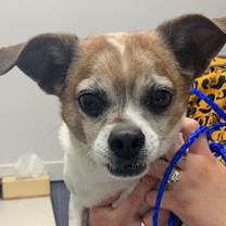 Thumbnail photo of Rocky #1