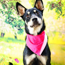 Thumbnail photo of Luna JuM #2