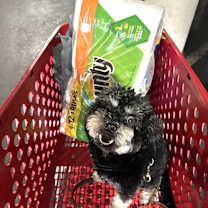 Thumbnail photo of Teddy #2