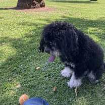 Thumbnail photo of Teddy #3