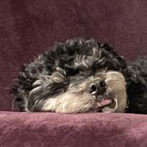 Thumbnail photo of Teddy #4