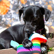 Thumbnail photo of Cola #1