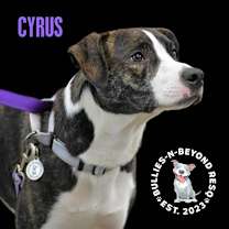 Thumbnail photo of Cyrus #4