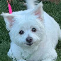 Thumbnail photo of Belle #1