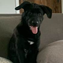 adopt-pet