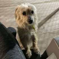 adopt-pet