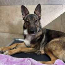 adopt-pet