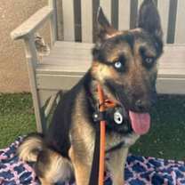 adopt-pet