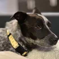 adopt-pet