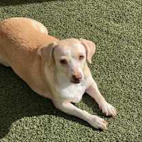 adopt-pet