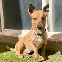 adopt-pet