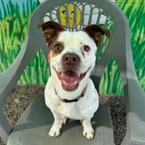 adopt-pet