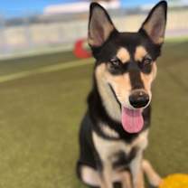 adopt-pet