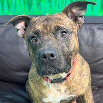 adopt-pet