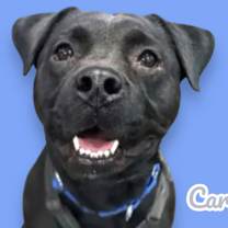 adopt-pet