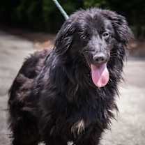 Thumbnail photo of Carlton Collie Mix #1