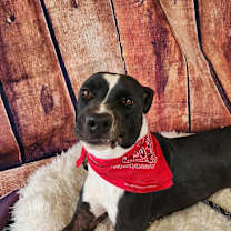 Thumbnail photo of Koda JuM #3