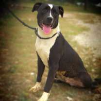 Thumbnail photo of Koda JuM #4