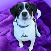 Thumbnail photo of Aldo (FKA Tucker) #1