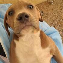 Thumbnail photo of Marshall 0867 #2