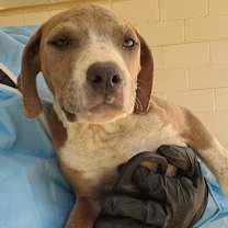 Thumbnail photo of Farmer Yumi 7312 #2