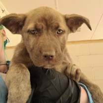 Thumbnail photo of Skye 1771 #2