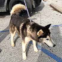 Thumbnail photo of Snappy #2