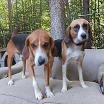 Lyle (bonded to Julia)