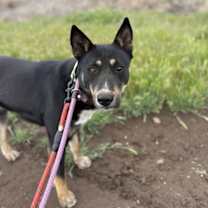 Thumbnail photo of Cocoa #3