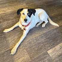 adopt-pet
