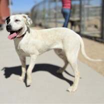 Thumbnail photo of Marcie - PAWS #2