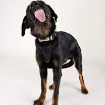 Thumbnail photo of Orion #4