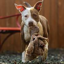 Thumbnail photo of Smidgen #4