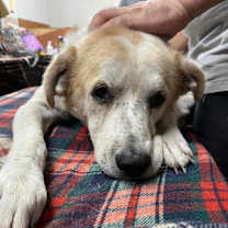 Thumbnail photo of Sammy #1