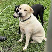 Thumbnail photo of Sammy #2