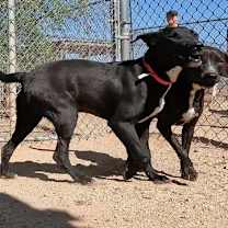 adopt-pet