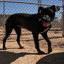 Thumbnail photo of Feather #4