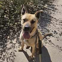 adopt-pet