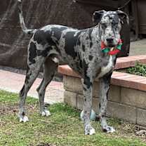 Thumbnail photo of Raddix #2