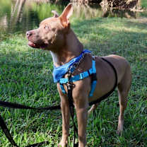 Thumbnail photo of Atticus #3